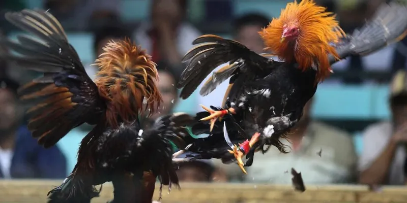Những lưu ý khi tham gia đá gà cựa dao