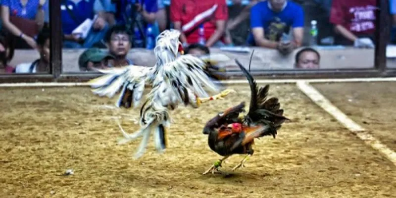 Ưu đãi khi tham gia chơi gà chọi